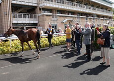 Hazelton Mountford Insurance Brokers Maiden Hurdle