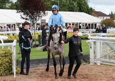 Insight Surveyors Handicap Hurdle