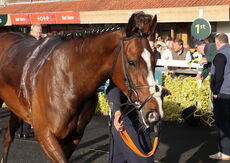Virtus Property Services Handicap Hurdle