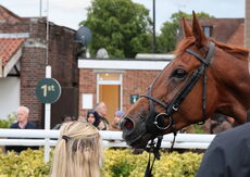 Stockton House Mares' Handicap Hurdle