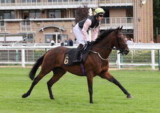 Molson Coors Con Jockeys' Handicap Chase