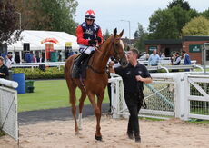 Paul Fergusons Jumpers To Follow Handicap Chase