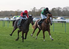 David Nicholson Memorial Fillies" Junior NH Flat Race