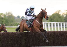No No Maestro (Paddy Brennan)