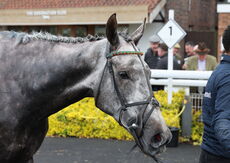 Wigley Property Raceday Amateur Jockeys' H'cap Hurdle