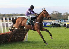 Blue Stello (Nico de Boinville)