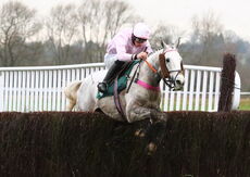 Wigley Group Handicap Chase.