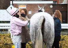 Wigley Group Handicap Chase.