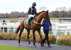 McCoy Contractors Hampton Novices' Chase