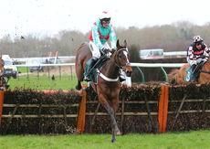 Grand Roi (Nico de Boinville)