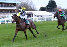 McCoy 'Newcomers' NH Flat Race.