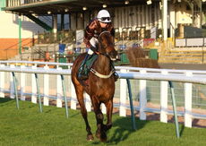 British Stallion Studs EBF Mares' 'NH' Flat Race