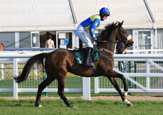 Air Wedding Open Hunters' Chase.