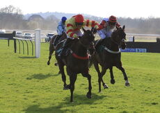 Black Poppy (Brendan Powell)