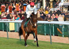 British Stallion Studs EBF Mares' Standard Open NH Flat race.