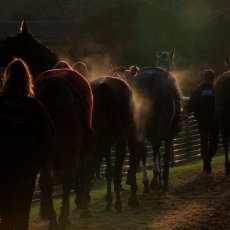 The runners head back to the stables.
