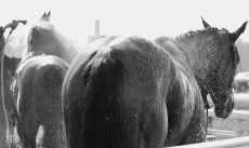 Wasing Down on a hot day !