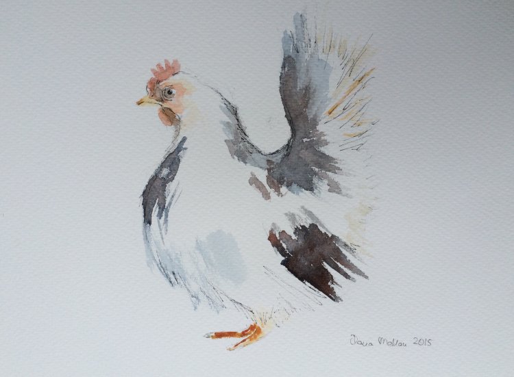 White hen