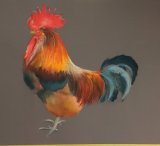 George (out of stock)