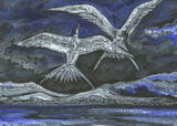 Dancing Tern