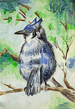 Bluejay, 2021, 15cm x 20.5cm, coloured pencils