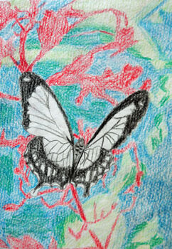 Butterfly, 15cm x 20.5cm, coloured pencils