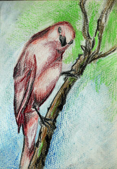 Curious Joe, 2021, 15cm x 20.5cm, coloured pencils