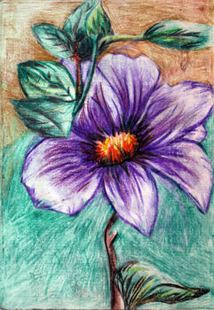 Fun Clematis, 2020, 11.5cm x 18cm, coloured pencils