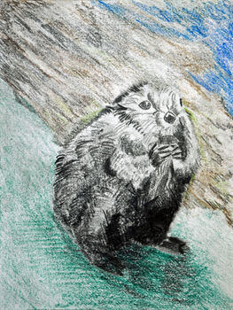 Majestic Beaver, 2021, 15cm x 20.5cm, coloured pencils