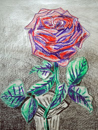 Old-English Tea Rose, 6in x 8in, coloured pencils