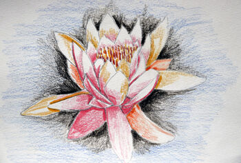 Pret A Porter Lotus, 2020, 15cm x 20.5cm, coloured pencils