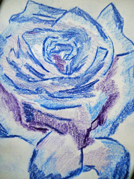 Pret A Porter Rose, 15cm x 20.5cm, coloured pencils