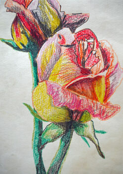 Pret A Porter Roses, 15cm x 20.5cm, coloured pencils