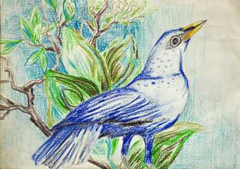 So You Like Birds, 2021, 15cm x 20.5cm, coloured pencils