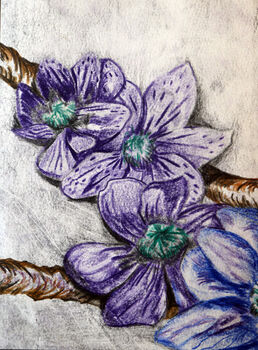 Sombre Clematis, 2020, 15cm x 20.5cm, coloured pencils