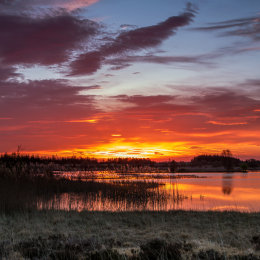 1078-Golden April sunrise over Tumduff Lough Boora Parklands Offaly Ireland