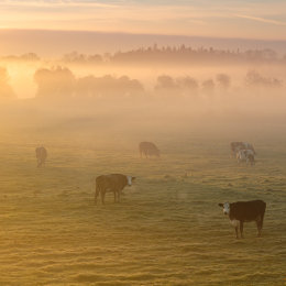 1161-Cattle in the Mist Tullamore Offaly