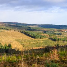 1176P-Glendelour Laois