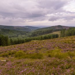 1180 Glenregan Slieve Bloom Mountains Offaly