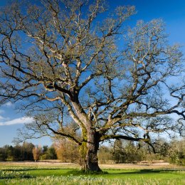 1191-The Carroll Oak Birr Castle Demesne