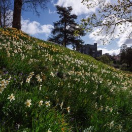 1195-River Walk Birr Castle Demesne