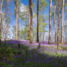 1198-Bluebells Knockbarron Wood Offaly Ireland
