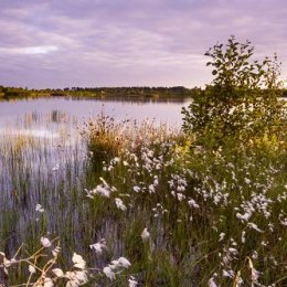 1215P-Lough Boora Discovery Park Offaly Ireland