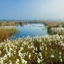 1216-Bog Cotton Turraun Wetlands Offaly Ireland