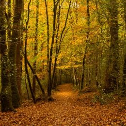 1230P-Lacca Woods Slieve Bloom Mountains Laois Ireland