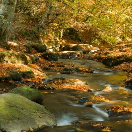 1234-Silver River Cadamstown Offaly Ireland