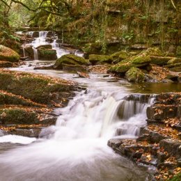 1269P-The Catholes Autumn