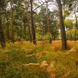 1284P-Autumn Ferns and Pines