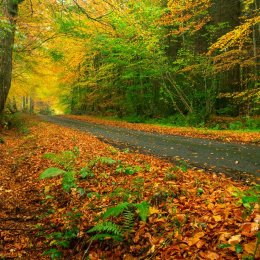 1286-Autumn Road Clonad