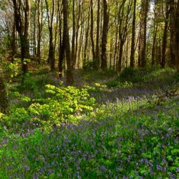 1296P-Bluebells in Morning Light